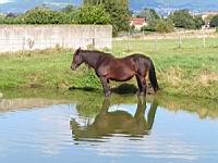 Cheval dans l'eau (01)